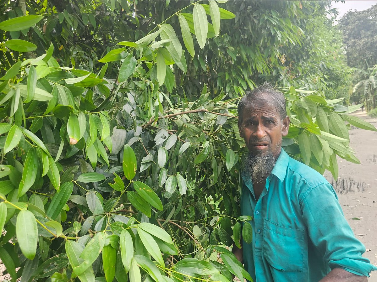 ১৪টি তেজপাতার চারা থেকে বদলে গেল গোলজারের জীবন