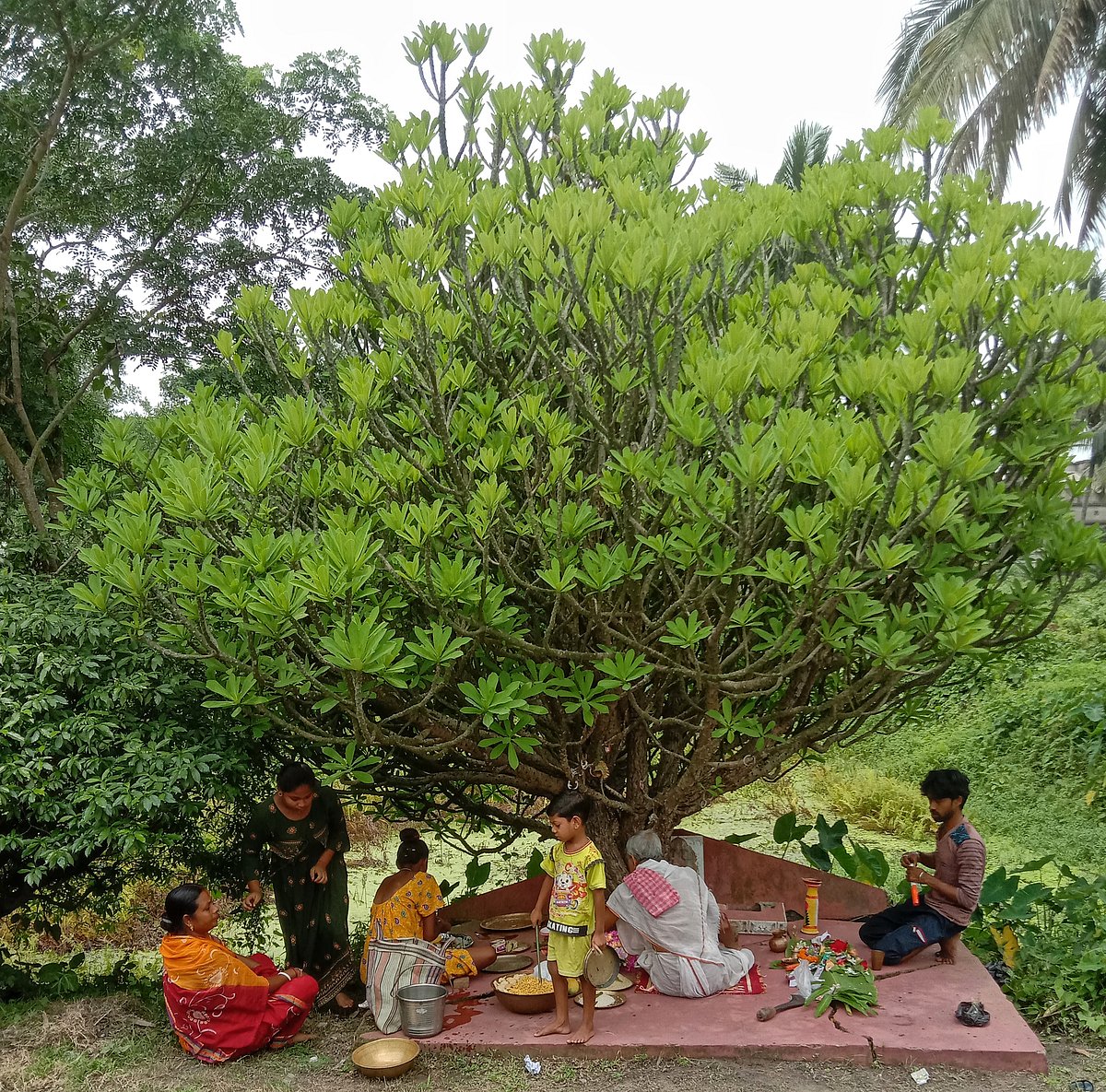 মনসাপূজা: ভয়কে জয় করার আরাধনা