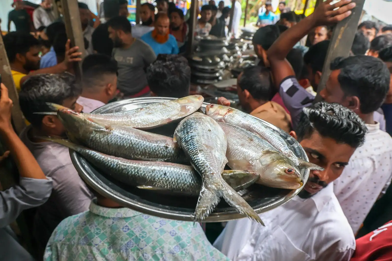 পদ্মার ইলিশের হাটে টাটকা মাছের পসরা
