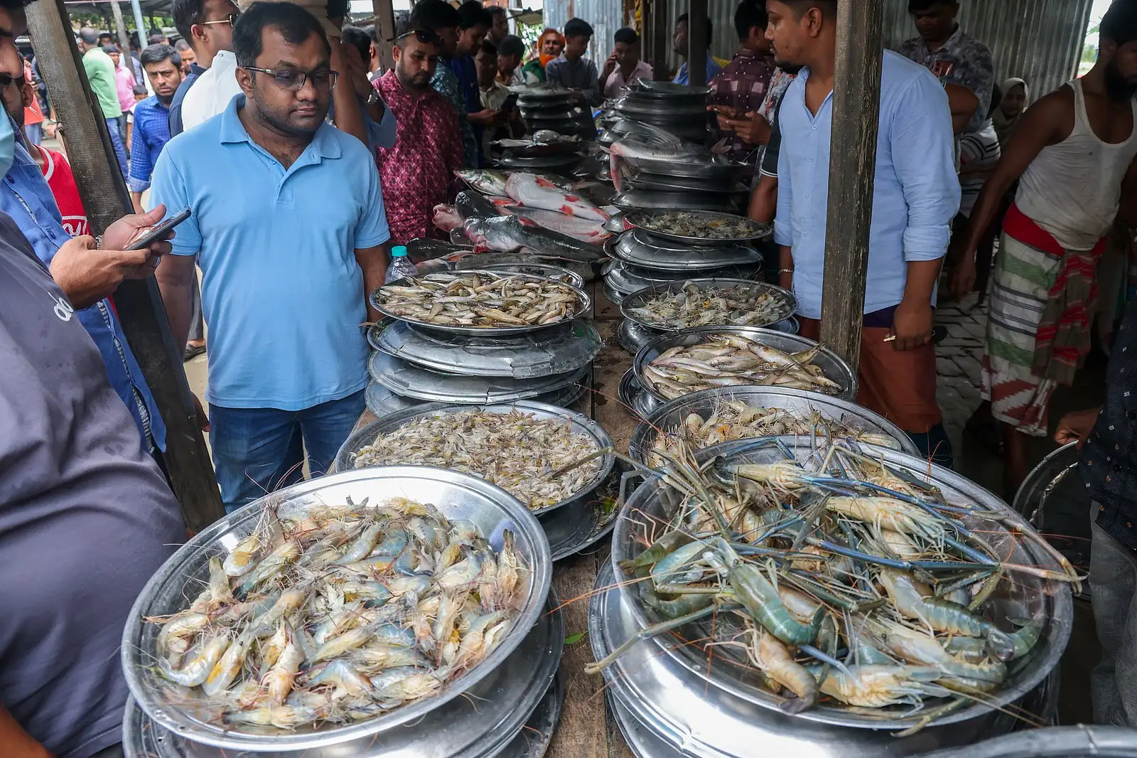 পদ্মার ইলিশের হাটে টাটকা মাছের পসরা