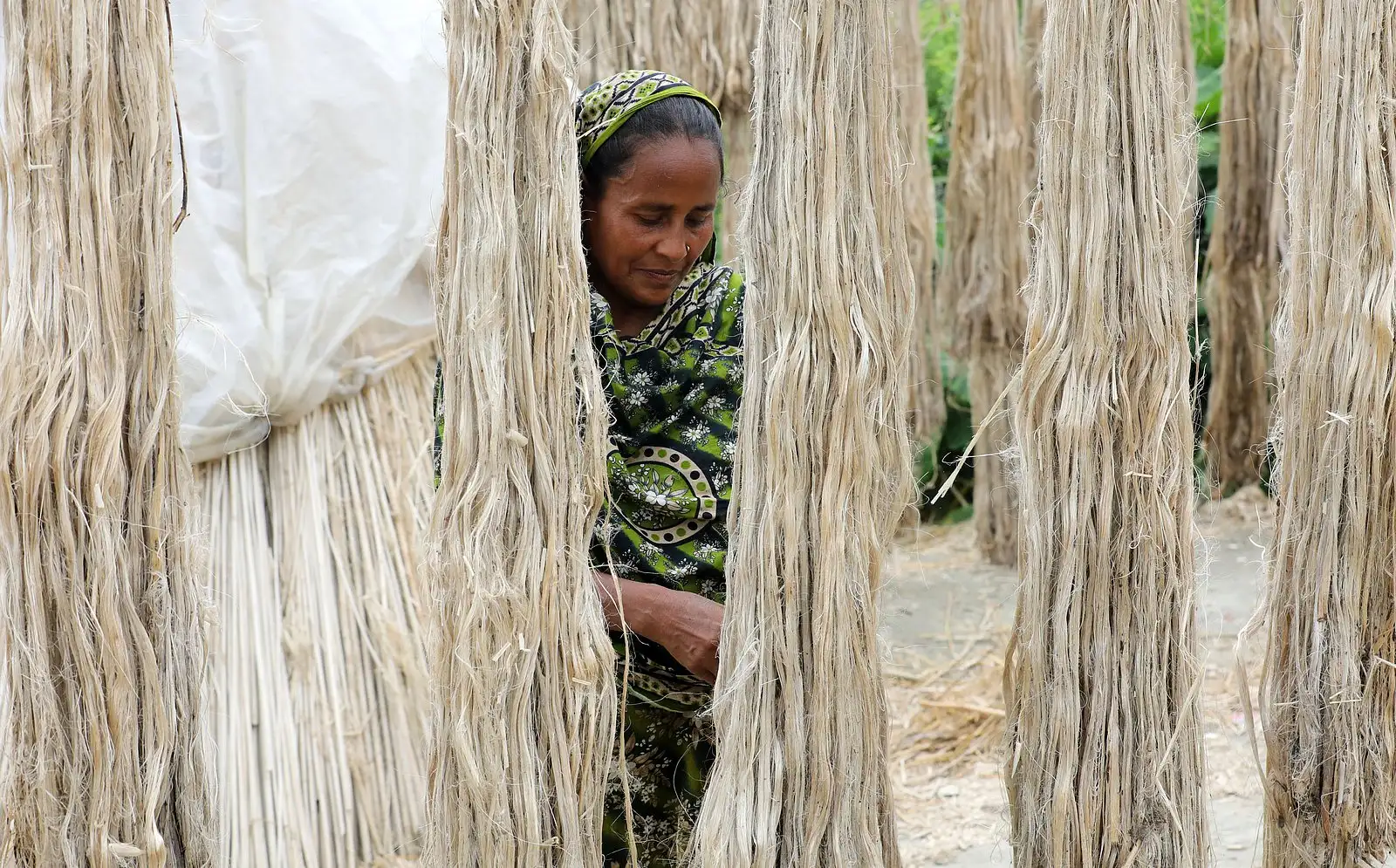 পাট শুকানোর কাজে নারীর শ্রম