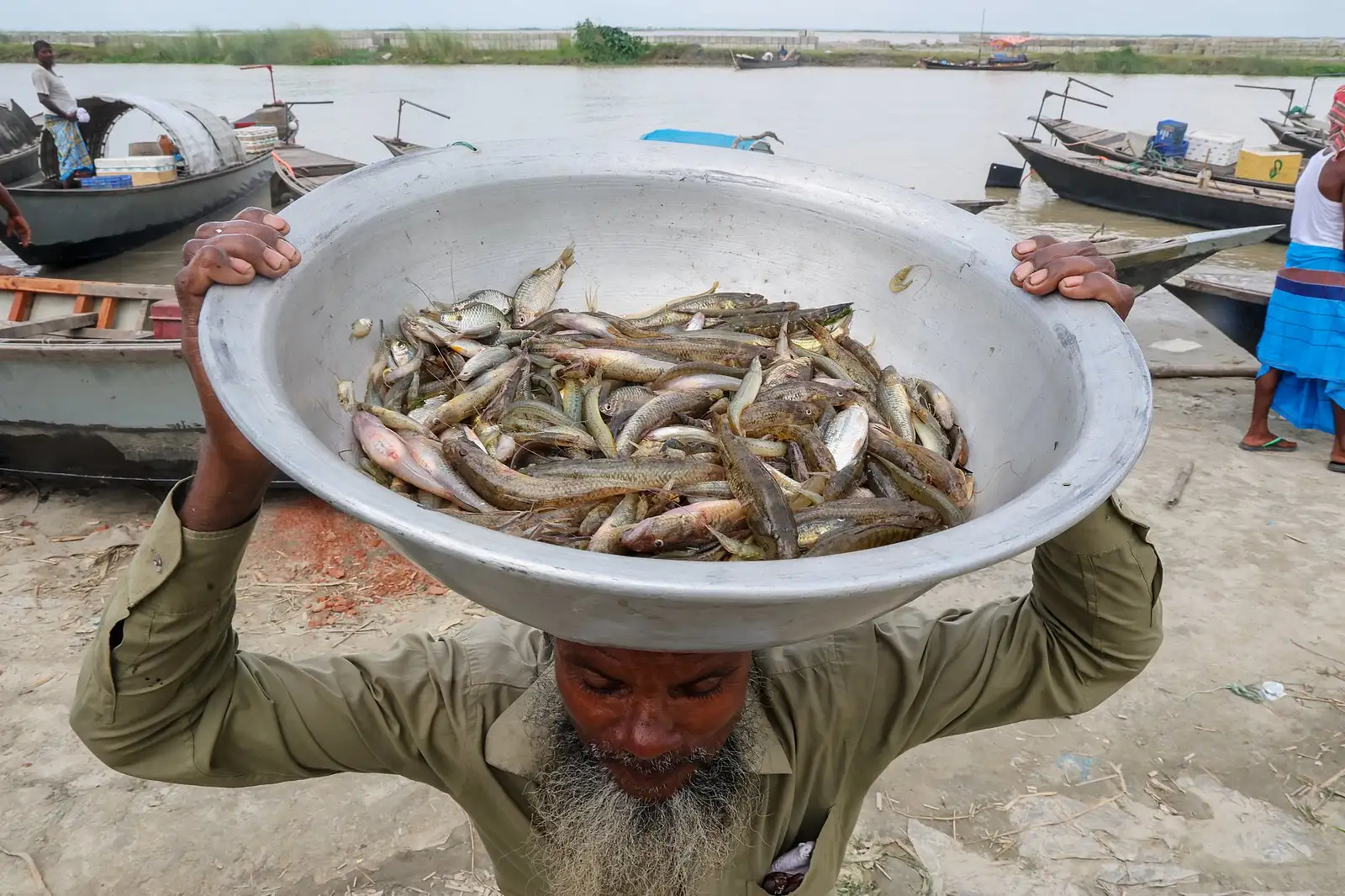 পদ্মার ইলিশের হাটে টাটকা মাছের পসরা