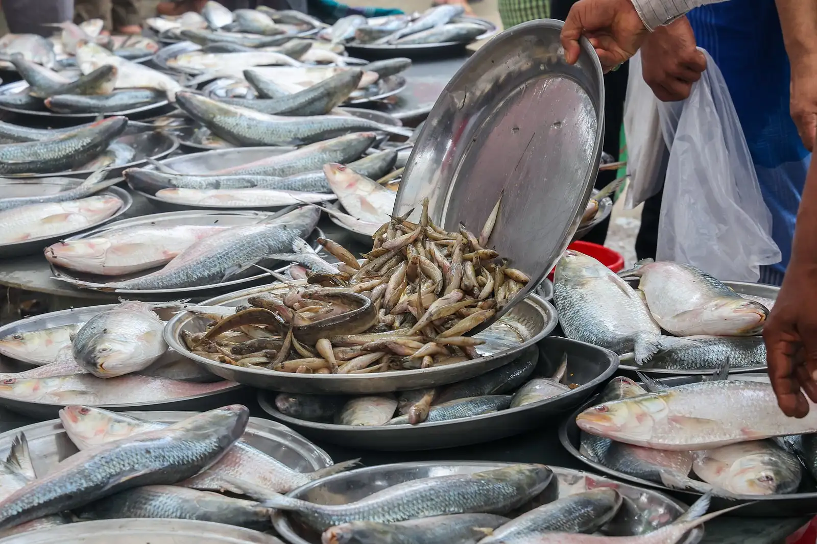 পদ্মার ইলিশের হাটে টাটকা মাছের পসরা