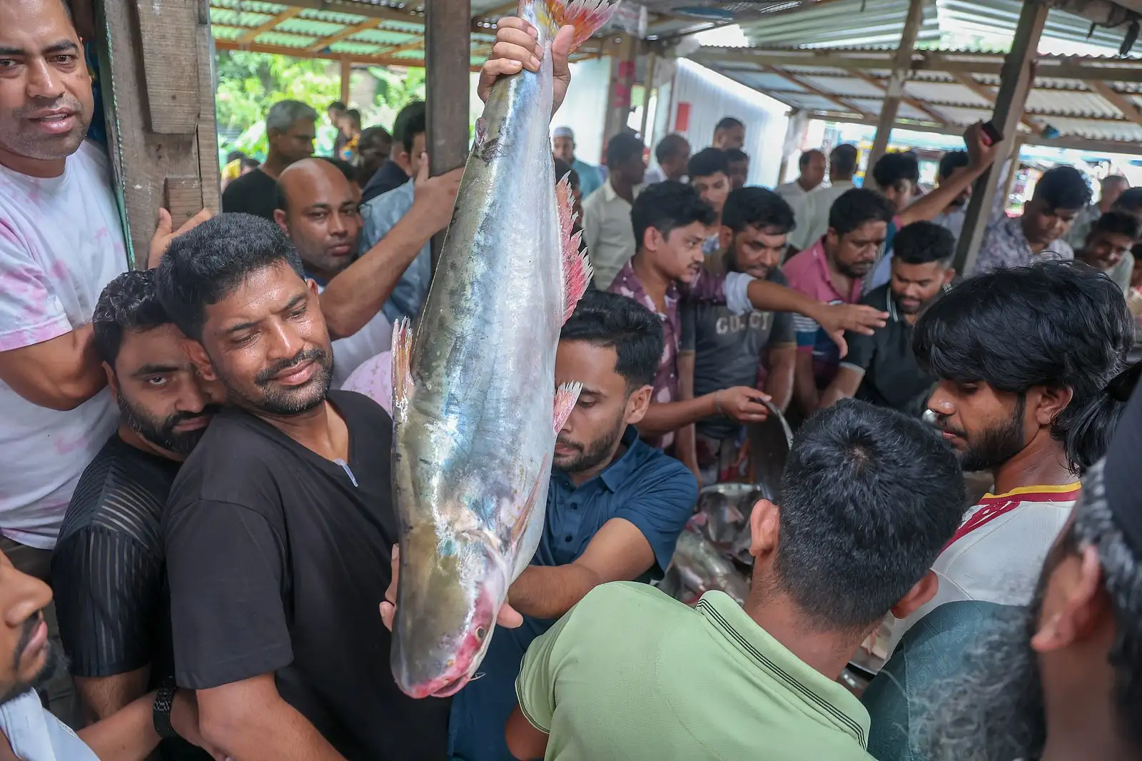 পদ্মার ইলিশের হাটে টাটকা মাছের পসরা