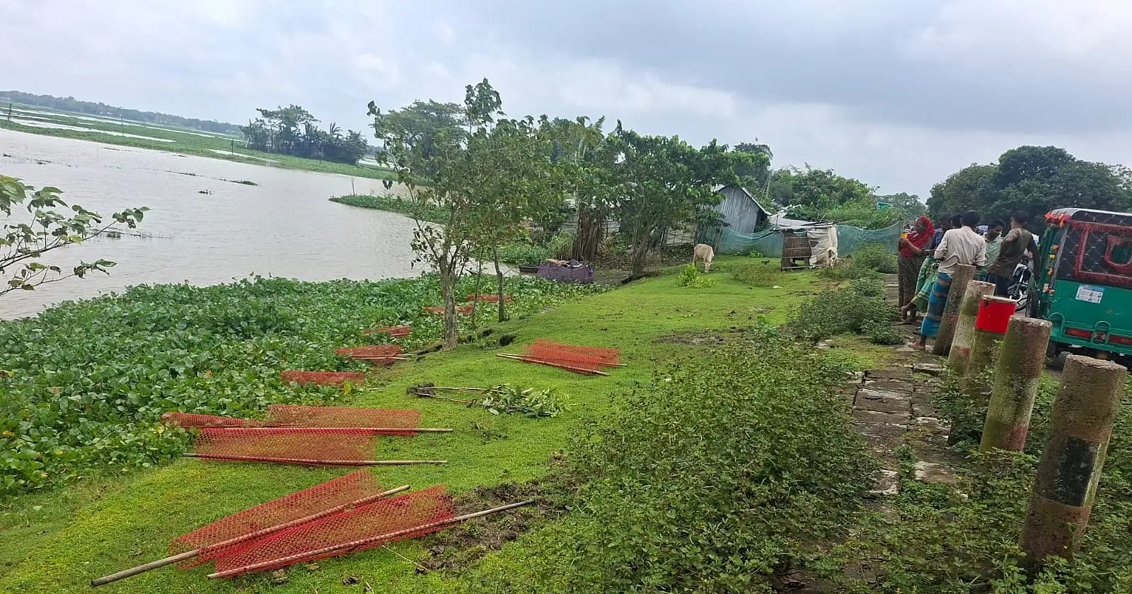 নেত্রকোনায় ডেপুটি স্পিকারের লাগানো গাছের চারা উপড়ে ফেলল দুর্বৃত্তরা